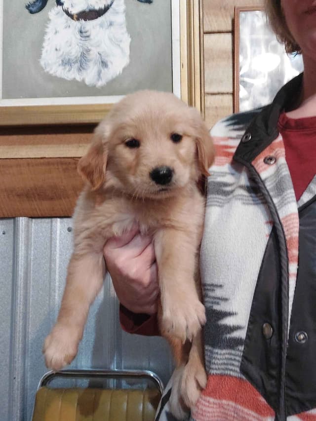 Golden Retriever Puppies media 3