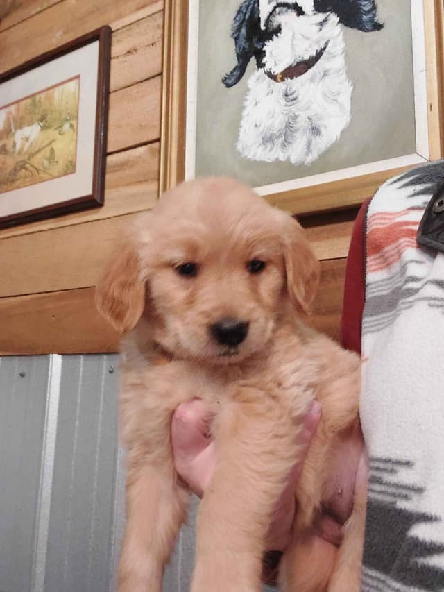 Golden Retriever Puppies media 2
