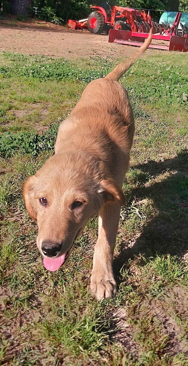 Golden Retriever Puppies media 5