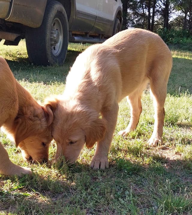 Golden Retriever Puppies media 6
