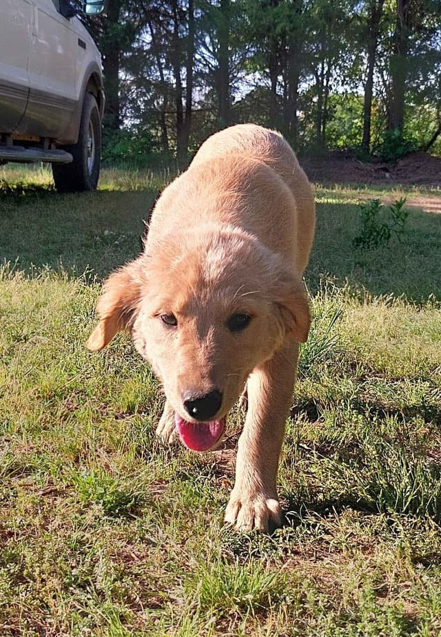 Golden Retriever Puppies media 7