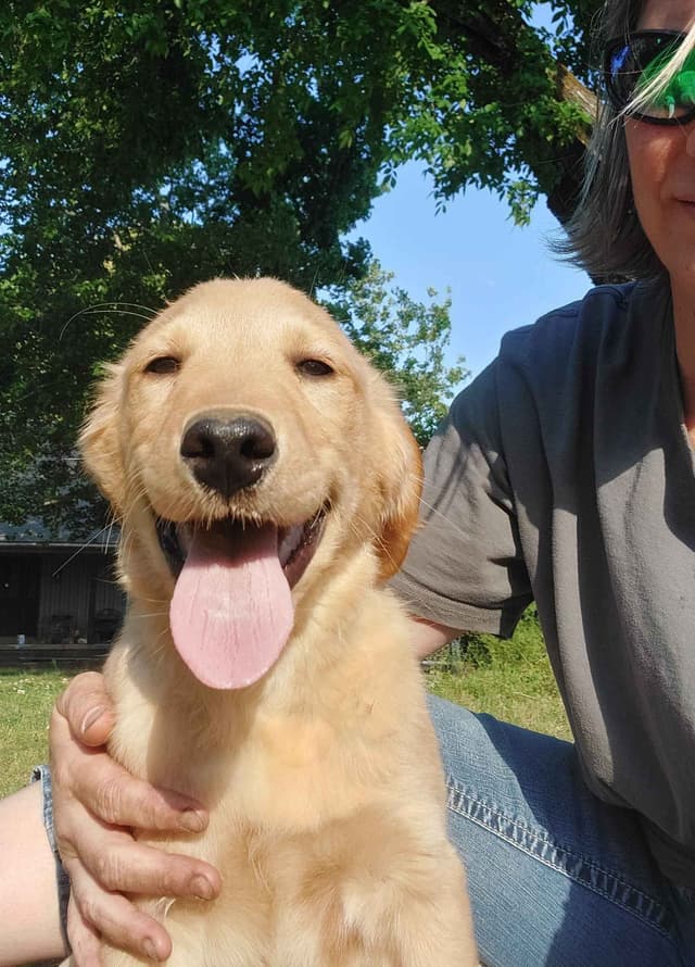Golden Retriever Puppies media 8