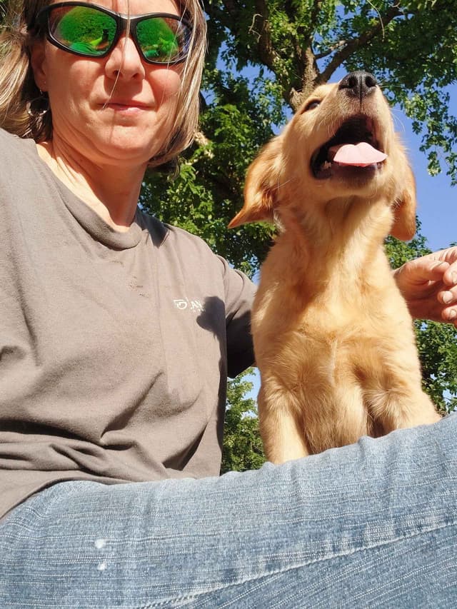 Golden Retriever Puppies media 9