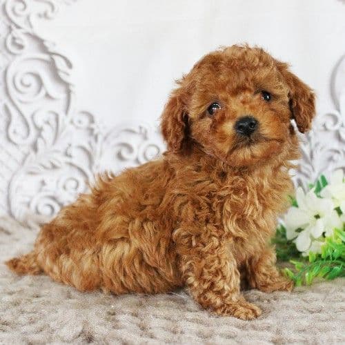 AKC Red Toy Poodle Puppies media 2