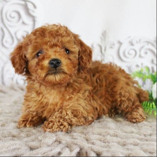 AKC Red Toy Poodle Puppies media 3