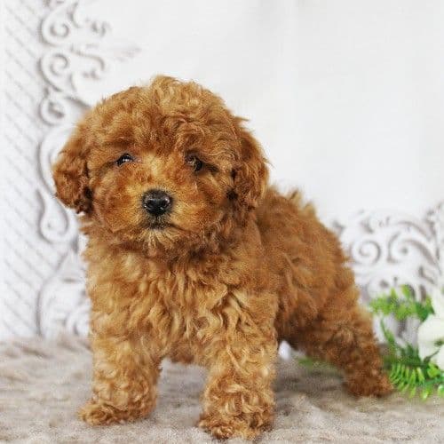 AKC Red Toy Poodle Puppies media 4