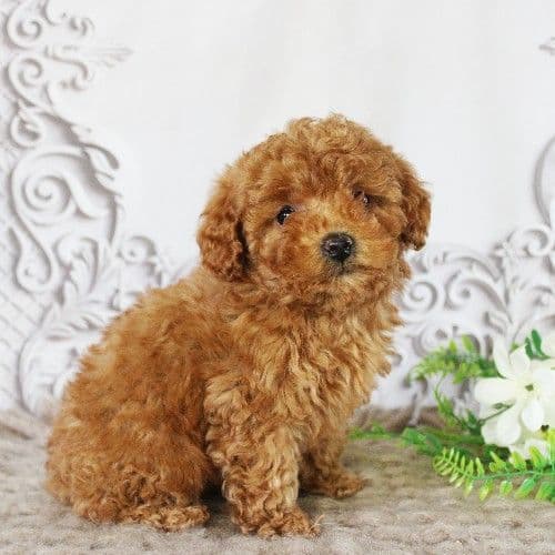 AKC Red Toy Poodle Puppies media 5