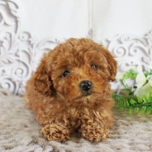 AKC Red Toy Poodle Puppies media 6
