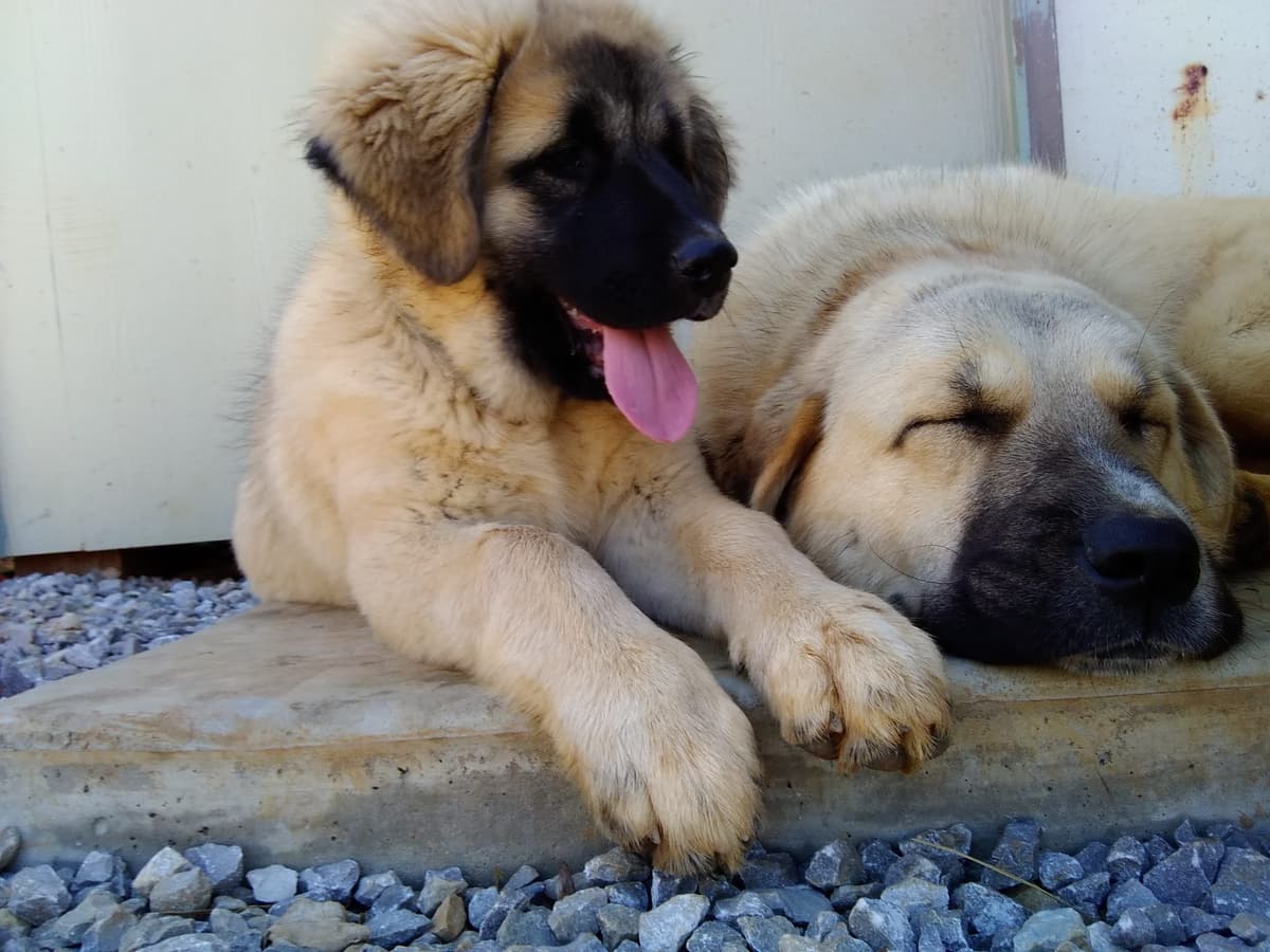 Anatolian Shepherd Dog Puppies breeder image 1