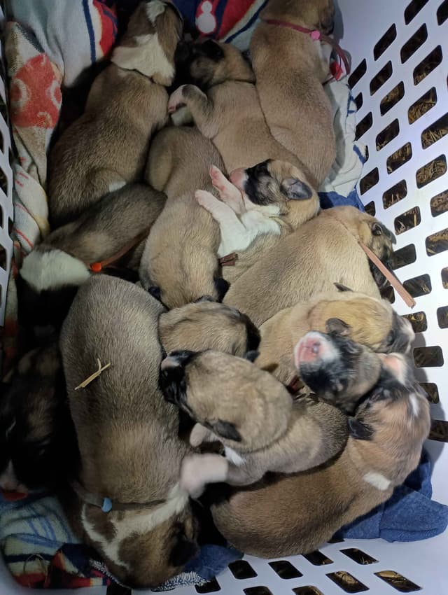 Anatolian Shepherd Dog Puppies media 2