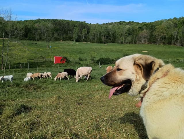 Anatolian Shepherd Dog Puppies media 3