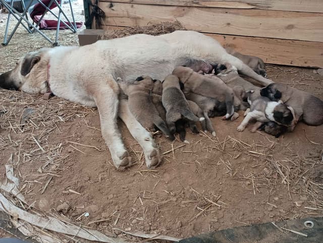 Anatolian Shepherd Dog Puppies media 5