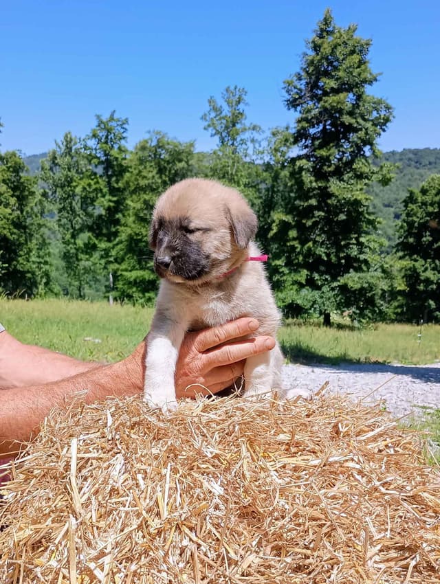 Anatolian Shepherd Dog Puppies media 10
