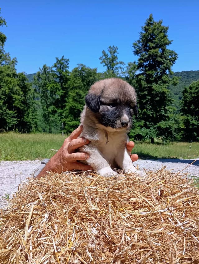 Anatolian Shepherd Dog Puppies media 9