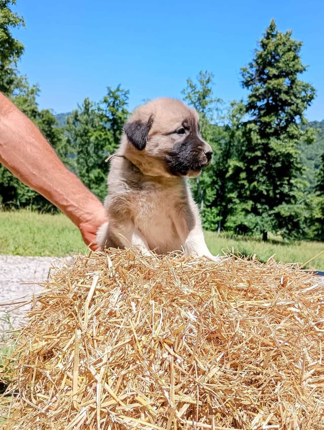 Anatolian Shepherd Dog Puppies media 14