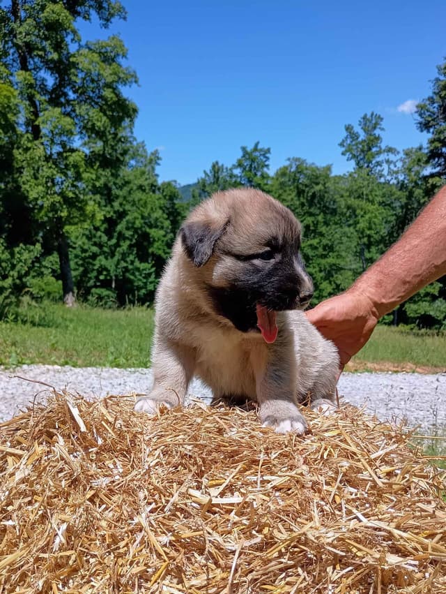 Anatolian Shepherd Dog Puppies media 7
