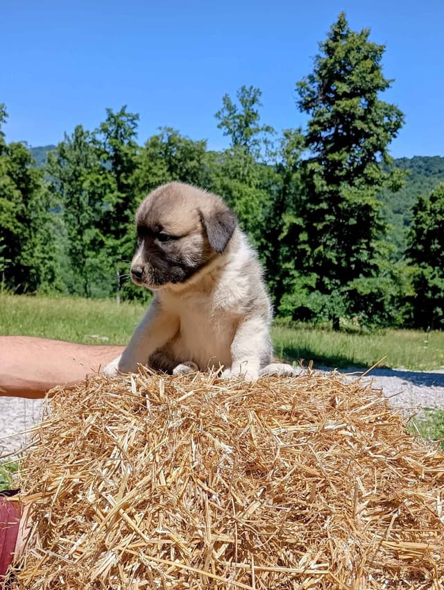Anatolian Shepherd Dog Puppies media 13