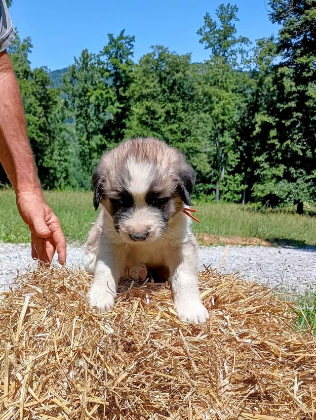 Anatolian Shepherd Dog Puppies media 12
