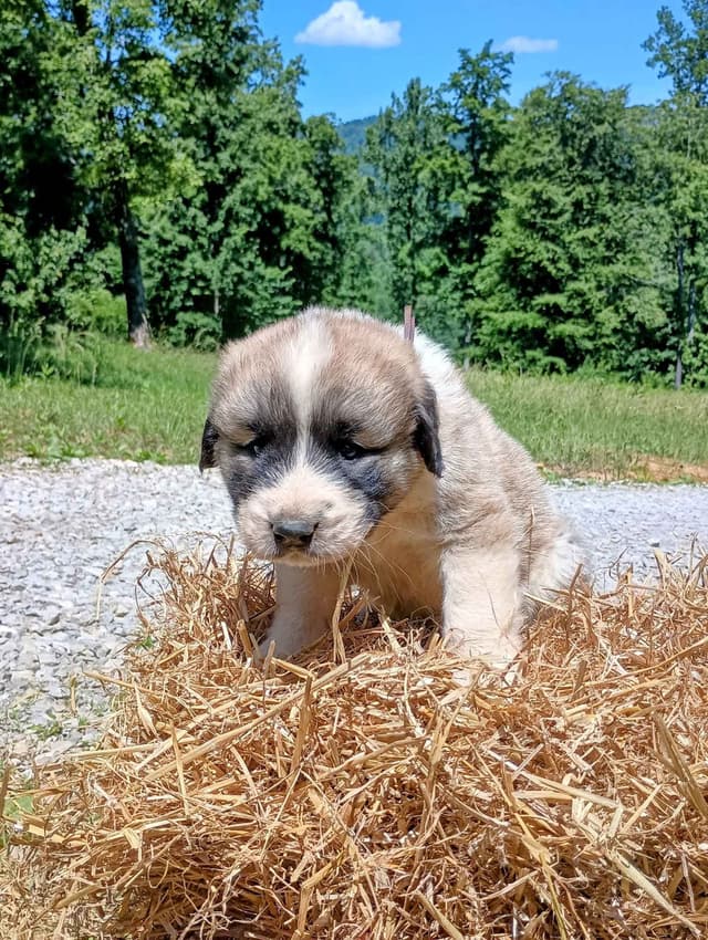 Anatolian Shepherd Dog Puppies media 16
