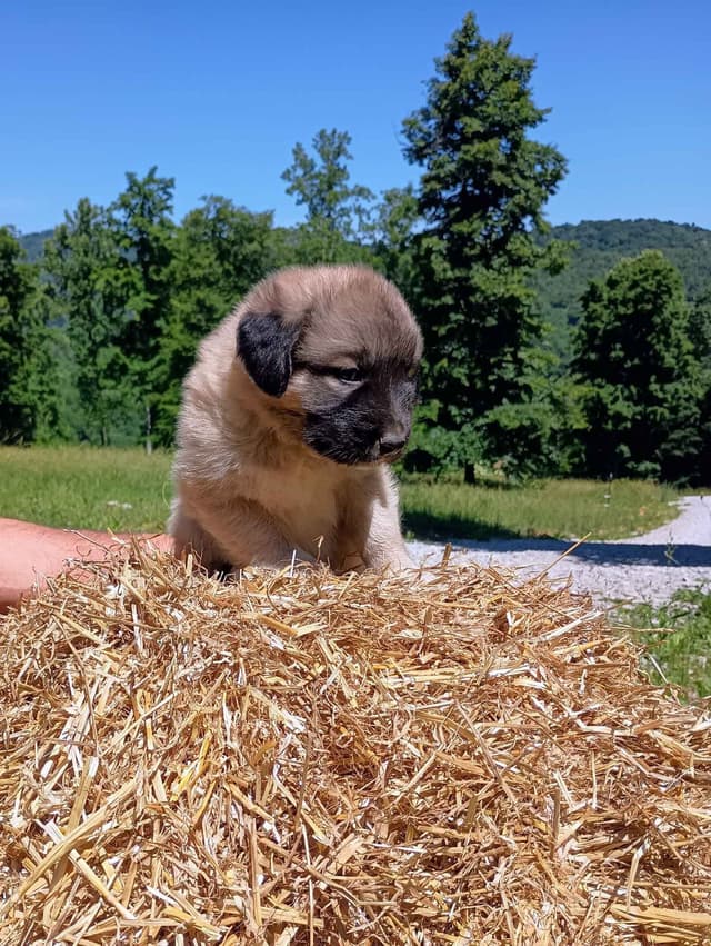 Anatolian Shepherd Dog Puppies media 8