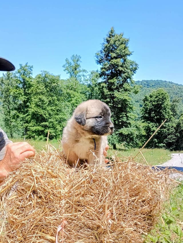 Anatolian Shepherd Dog Puppies media 17