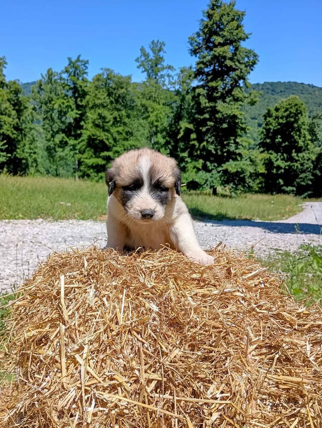 Anatolian Shepherd Dog Puppies media 18