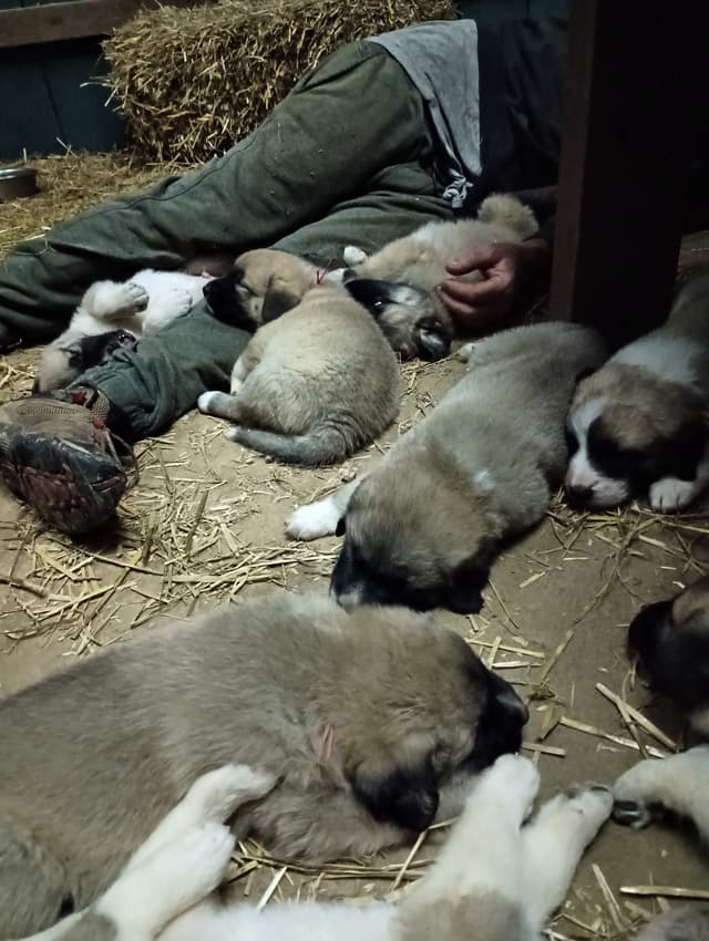 Anatolian Shepherd Dog Puppies media 20