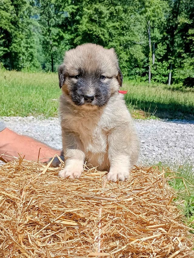 Anatolian Shepherd Dog Puppies media 11