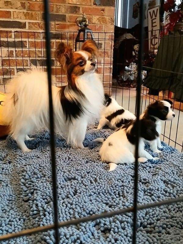 Ruby and Zoey Ready for Forever Homes 5/24/26 breeder image 4