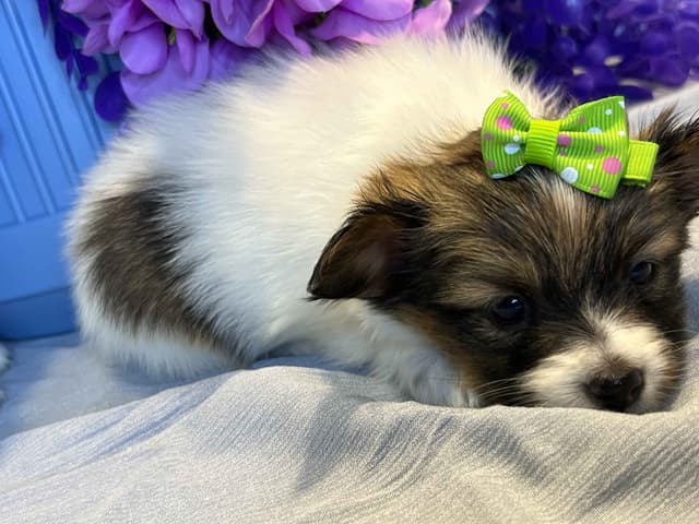 Ruby and Zoey Ready for Forever Homes 5/24/26 media 2