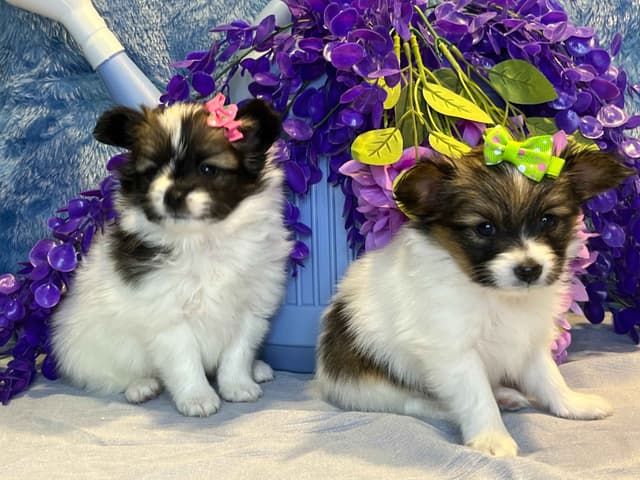 Ruby and Zoey Ready for Forever Homes 5/24/26 media 3