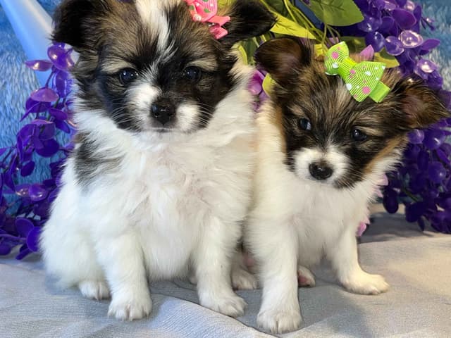 Ruby and Zoey Ready for Forever Homes 5/24/26 media 5
