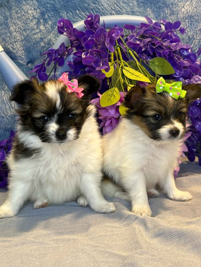 Ruby and Zoey Ready for Forever Homes 5/24/26 media 6