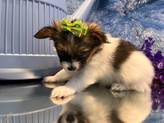 Ruby and Zoey Ready for Forever Homes 5/24/26 media 8