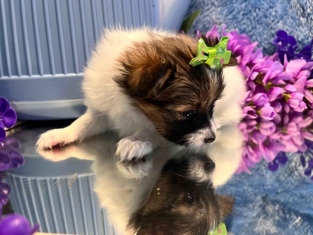 Ruby and Zoey Ready for Forever Homes 5/24/26 media 9