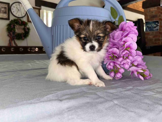 Ruby and Zoey Ready for Forever Homes 5/24/26 media 11