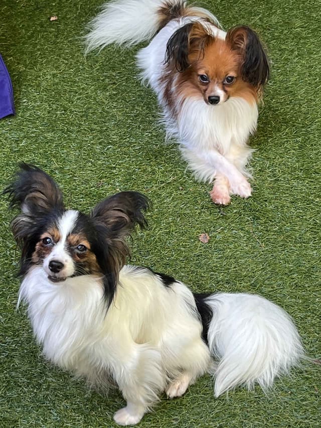 Ready for Forever Homes 7/15/26! media 16