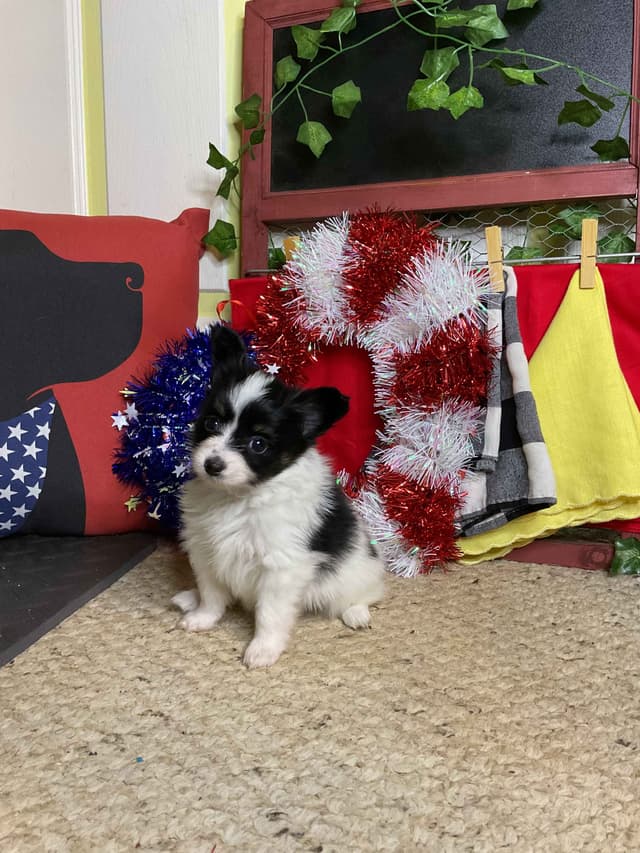 Ready for Forever Homes 7/15/26! media 3