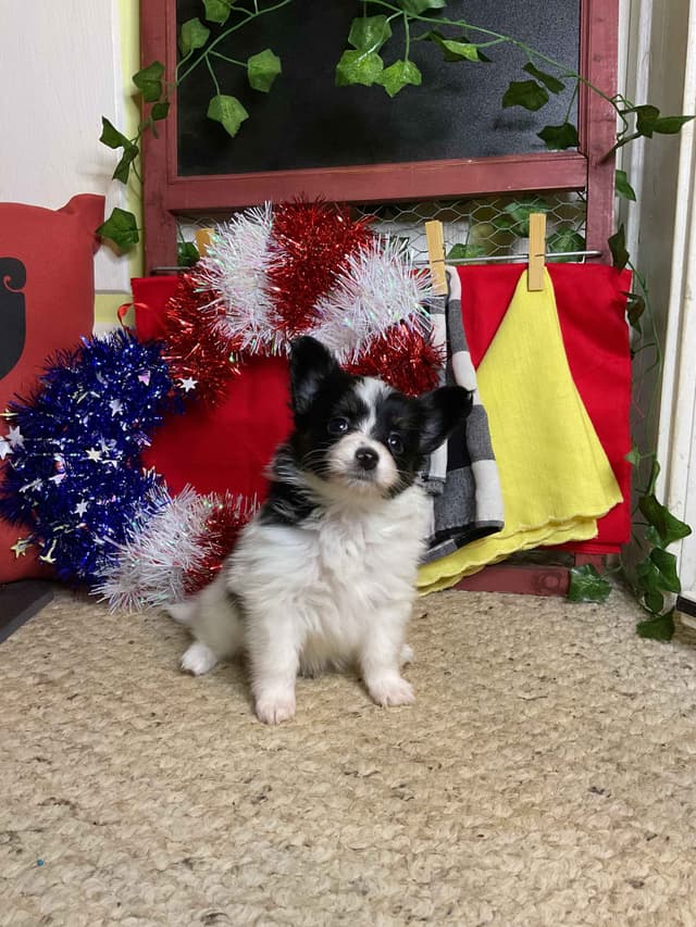 Ready for Forever Homes 7/15/26! media 4