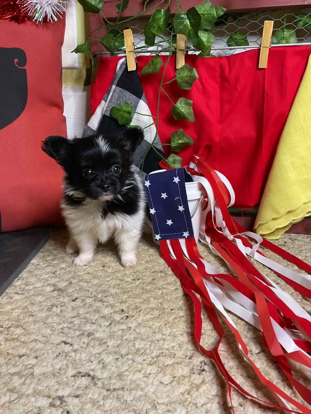 Ready for Forever Homes 7/15/26! media 7