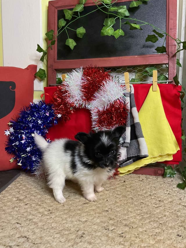Ready for Forever Homes 7/15/26! media 8