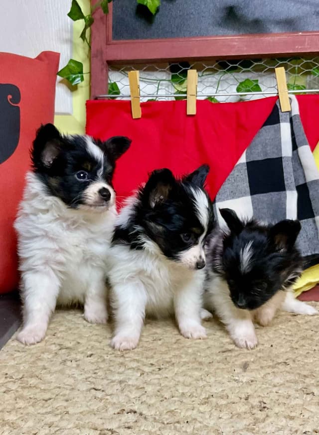 Ready for Forever Homes 7/15/26! media 6