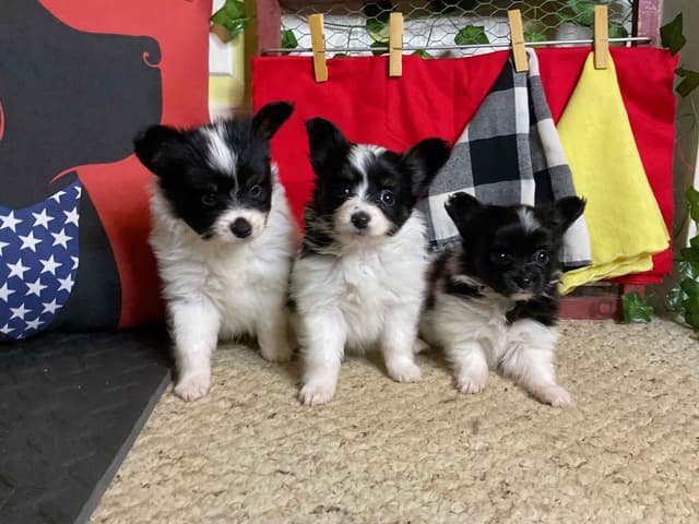 Ready for Forever Homes 7/15/26! media 10