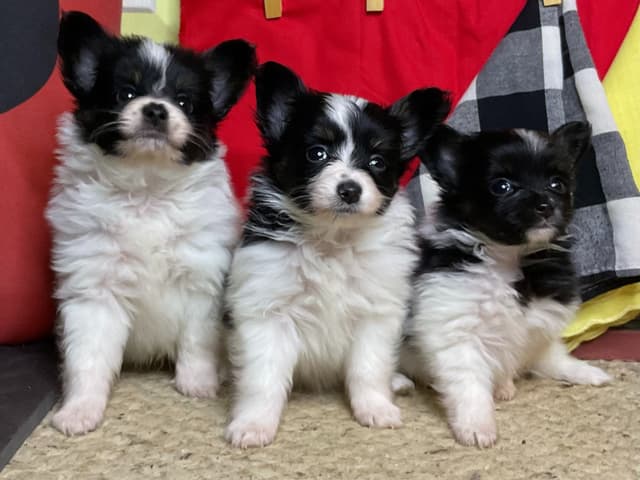 Ready for Forever Homes 7/15/26! media 2
