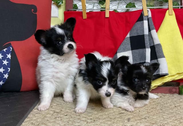 Ready for Forever Homes 7/15/26! media 13