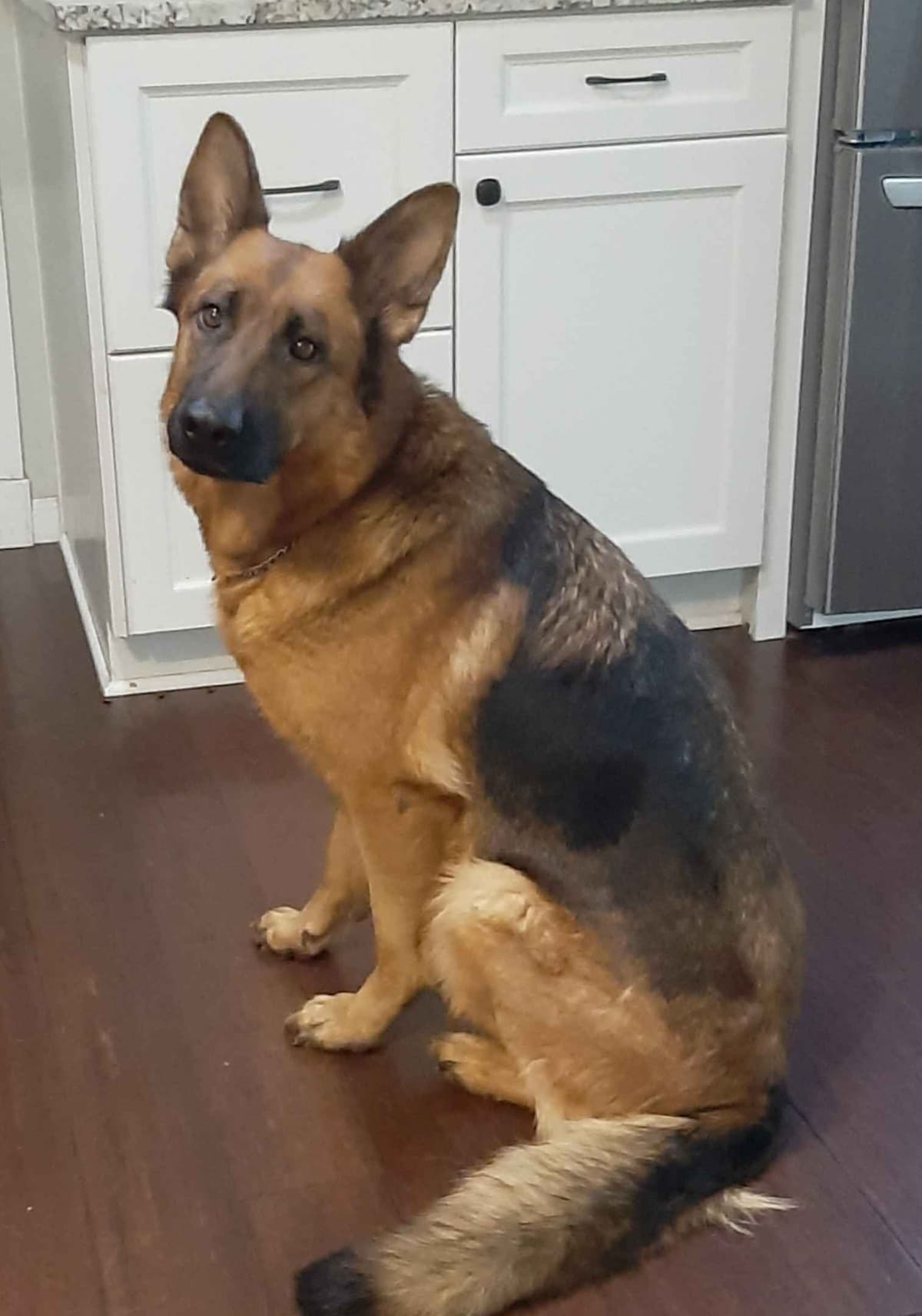 German Shepherd Dog Puppies breeder image 1