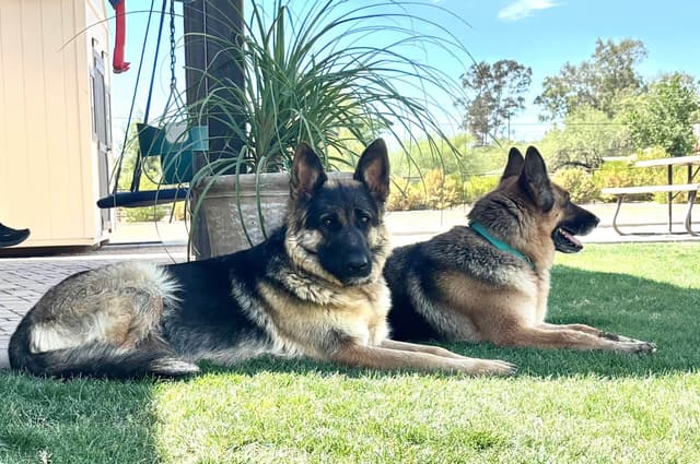 German Shepherd Dog Puppies media 3