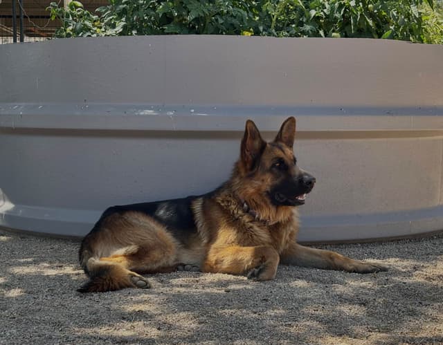 German Shepherd Dog Puppies media 4