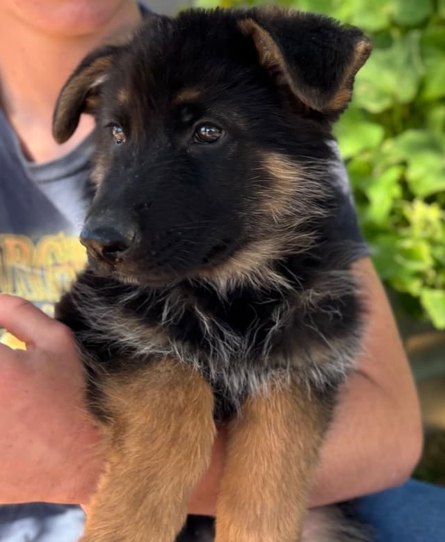German Shepherd Dog Puppies media 5