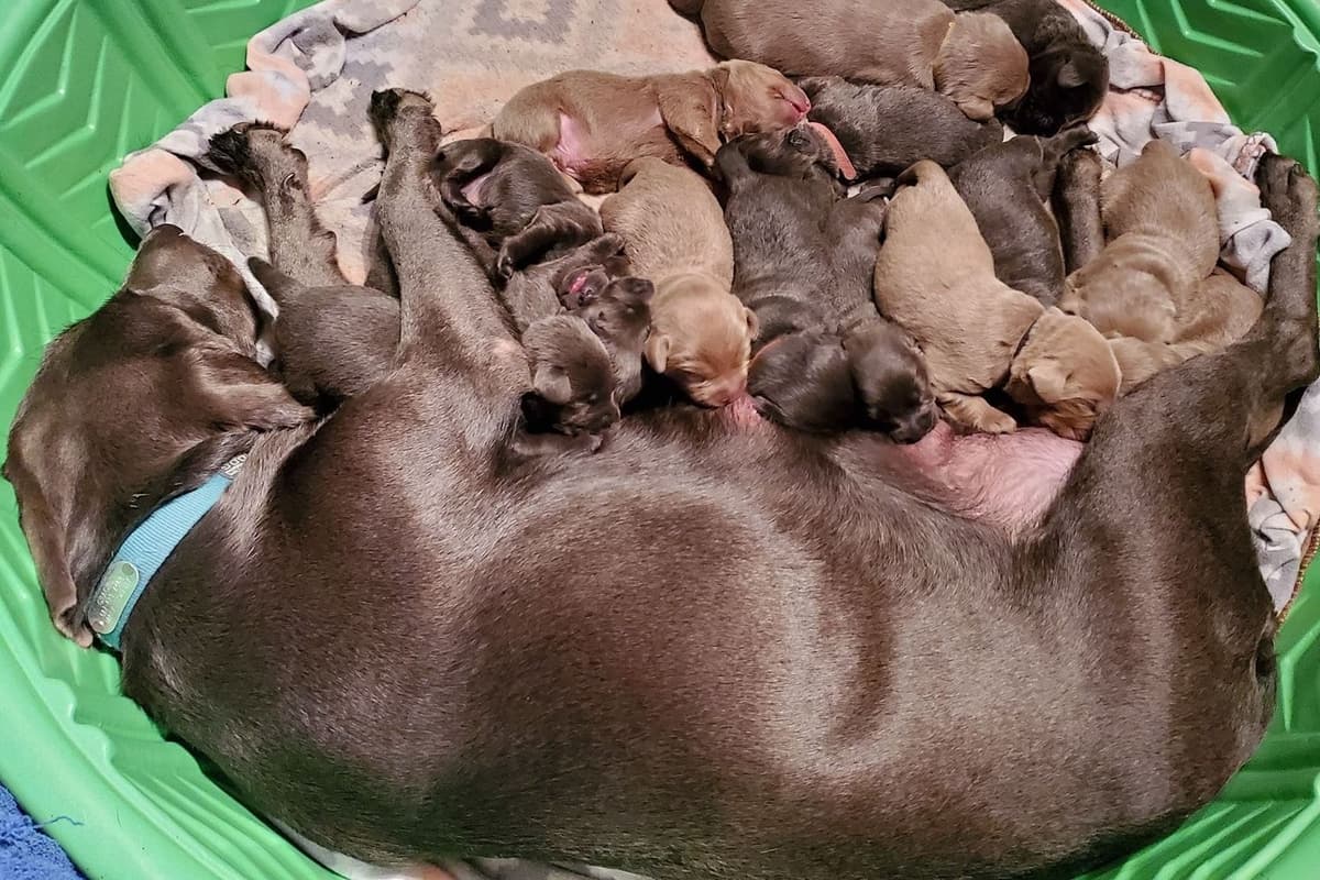 Labrador Retriever Puppies breeder image 1